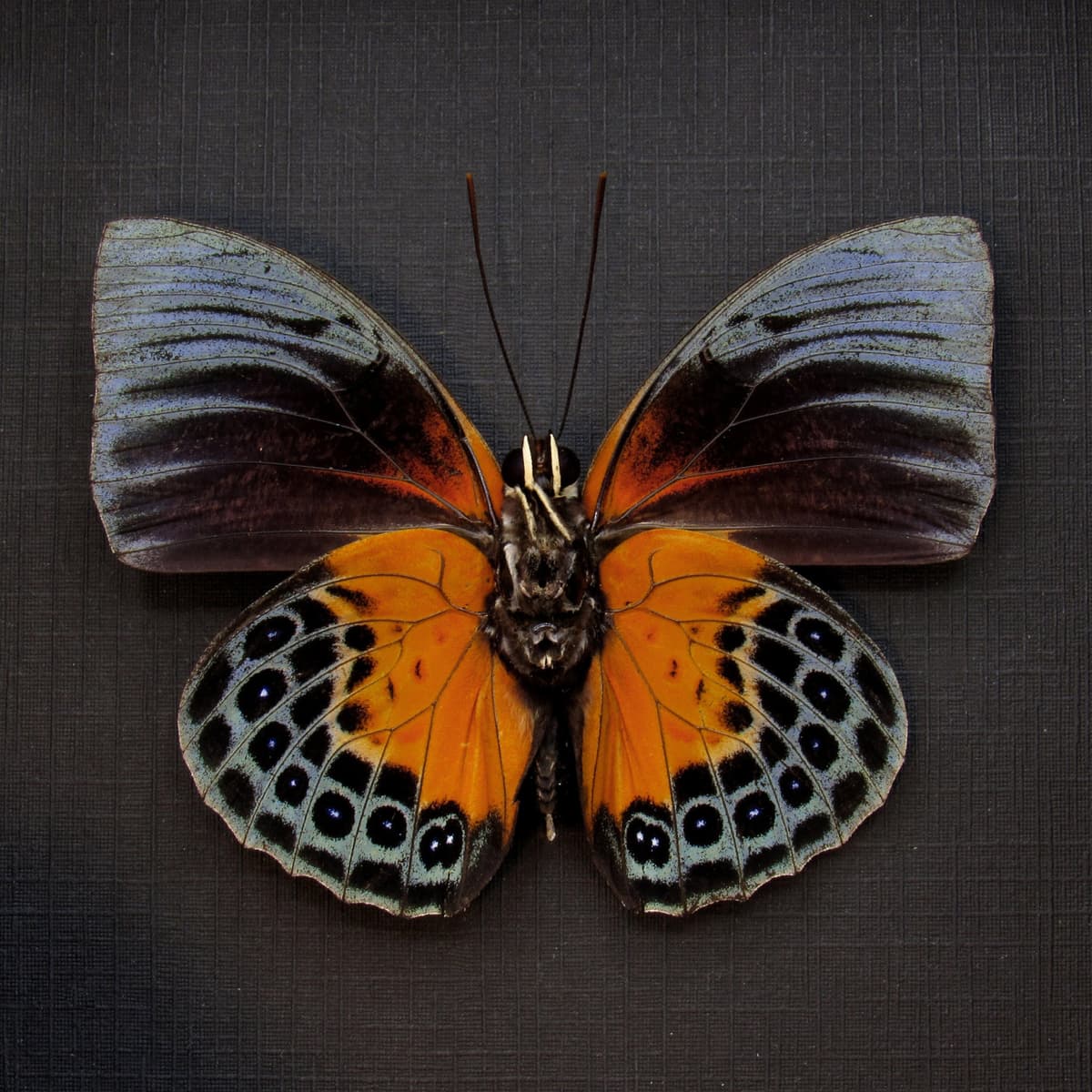 Rare butterfly framed taxidermy - Agrias beatifica beata