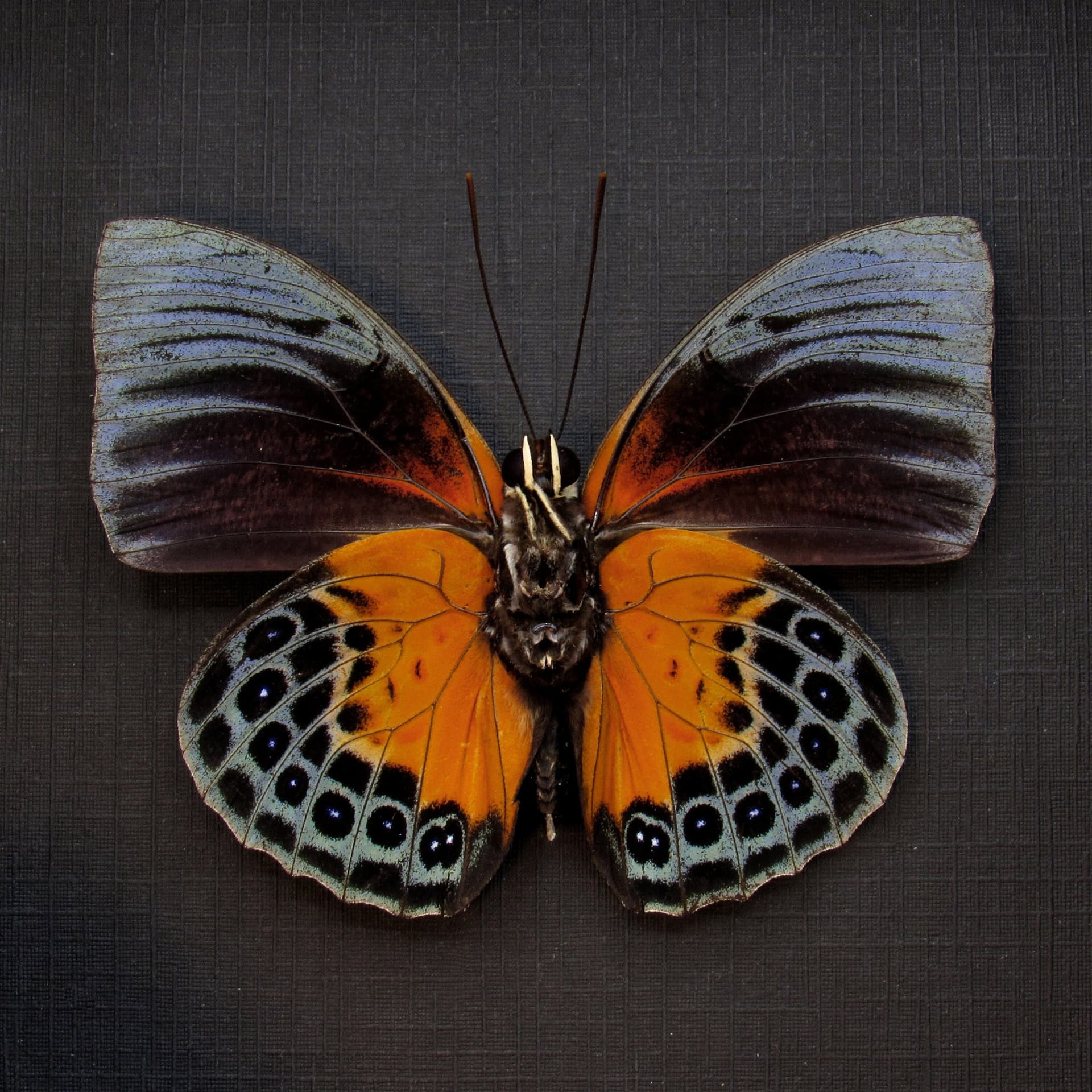 Rare butterfly framed taxidermy - Agrias beatifica beata