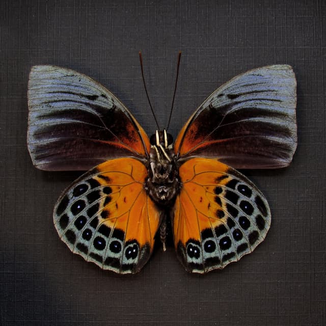 Rare butterfly framed taxidermy - Agrias beatifica beata