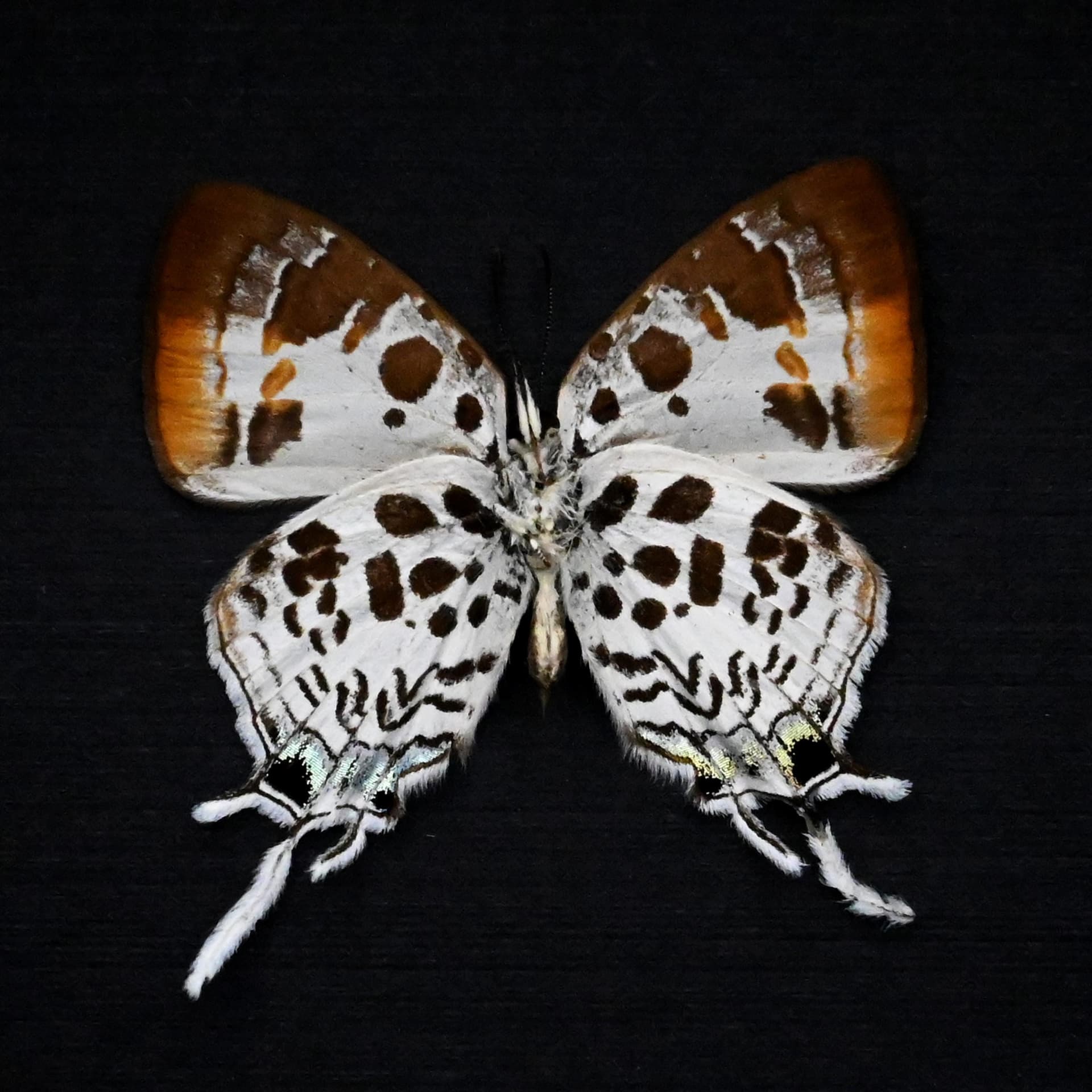 Real Hairstreak butterfly framed specimen - Drupadia estella