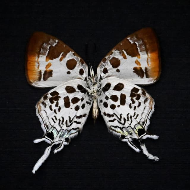 Real Hairstreak butterfly framed specimen - Drupadia estella