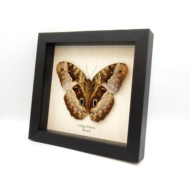 Real GIANT Owl Butterfly framed taxidermy - Caligo beltrao - 5.7 inch wingspan