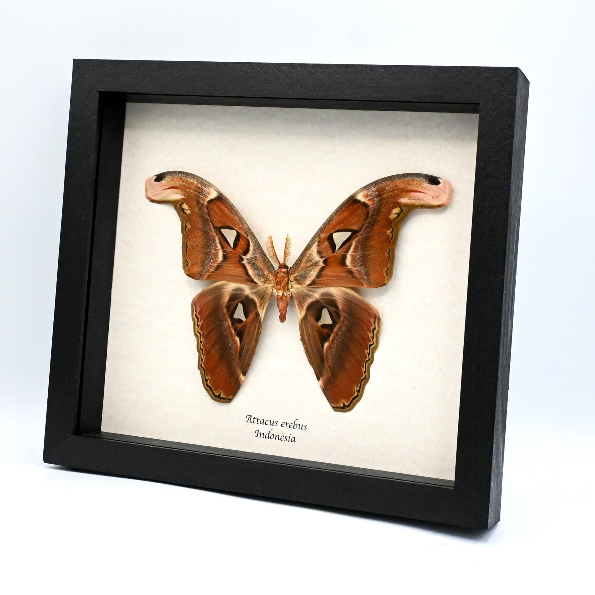 Real Giant Atlas moth framed taxidermy - Attacus erebus