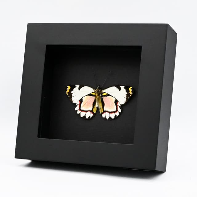 Rare pink Delias butterfly framed taxidermy - Delias iltis - Victorian mount