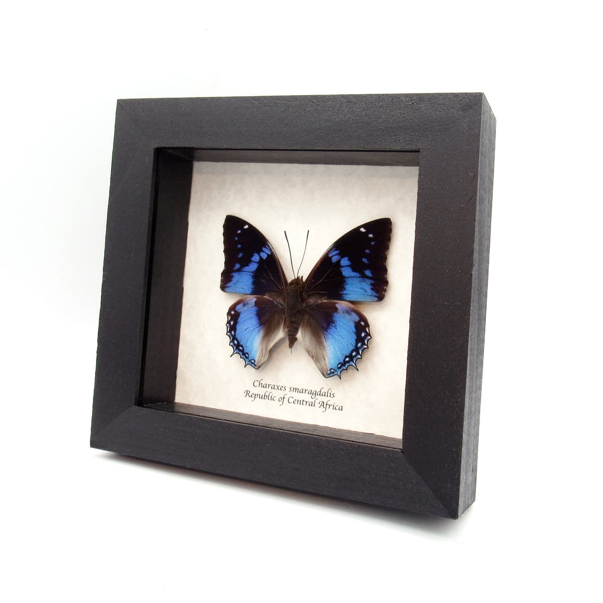 Real blue butterfly framed taxidermy - Charaxes smaragdalis