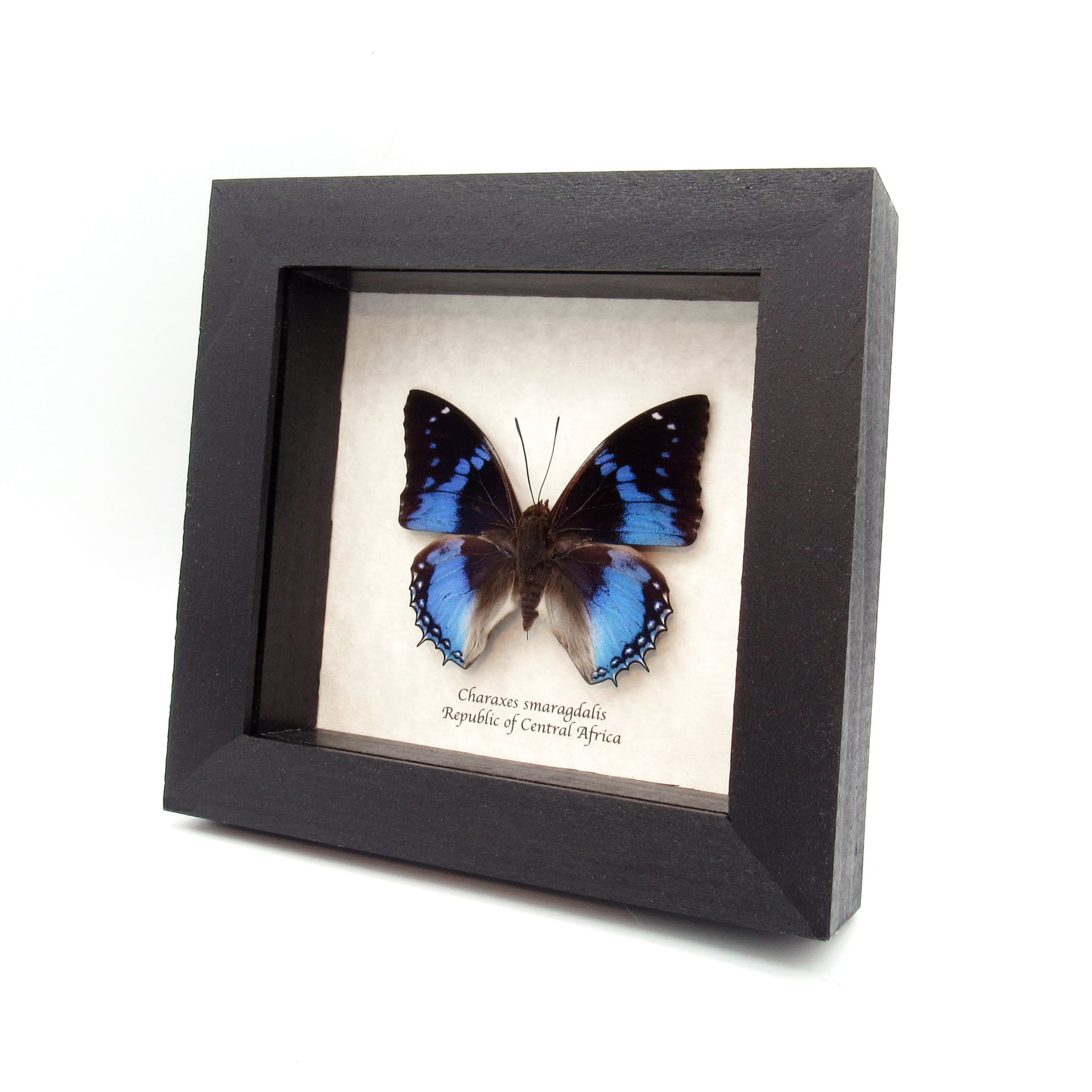 Real blue butterfly framed taxidermy - Charaxes smaragdalis