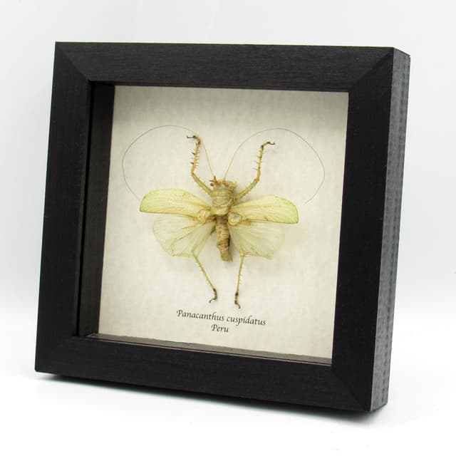 Rare Spiny Devil Katydid framed taxidermy - Panacanthus cuspidatus