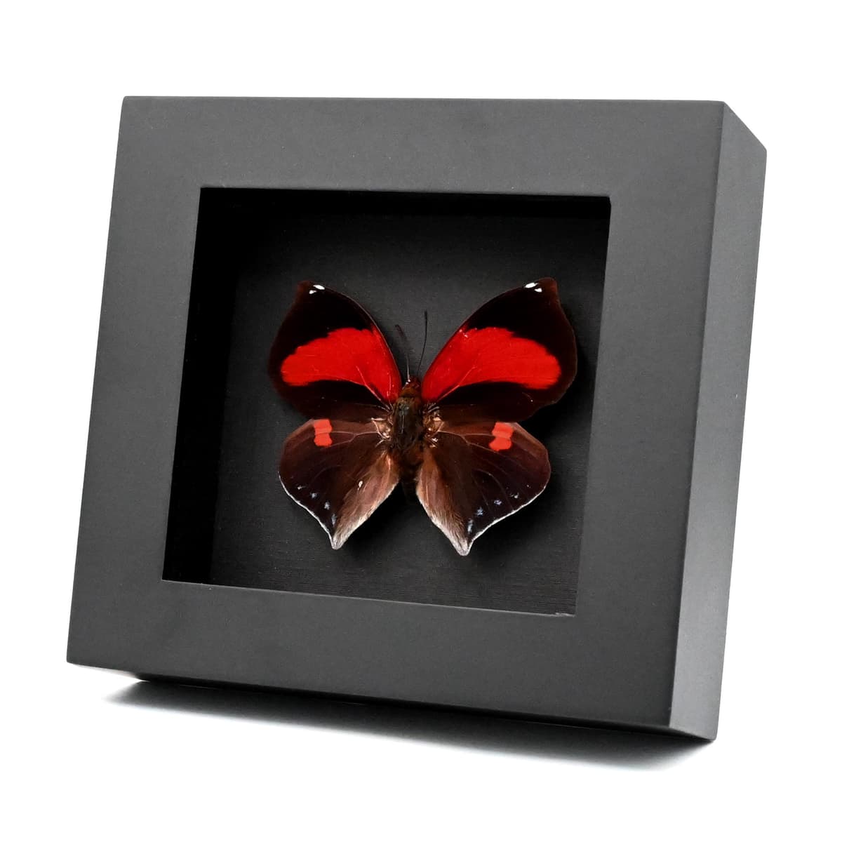 Rare Scarlet Leafwing butterfly framed taxidermy - Siderone galanthis - female