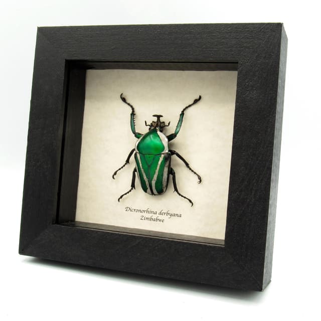 Green metallic scarab beetle framed taxidermy - Dicronorhina derbyana - very large