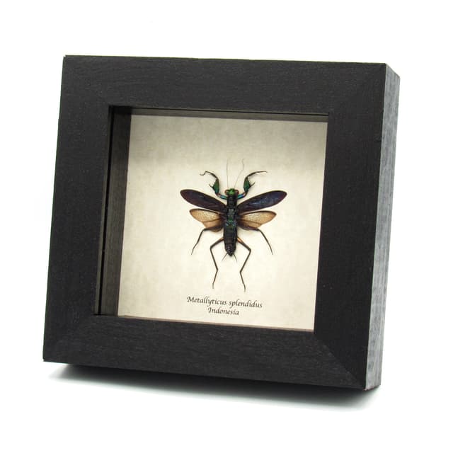 Real metallic mantis framed - Metallyticus splendidus - female