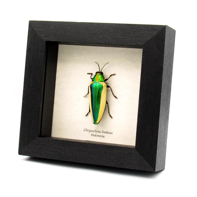 Rare green giant Jewel beetle framed taxidermy - Chrysochroa limbata
