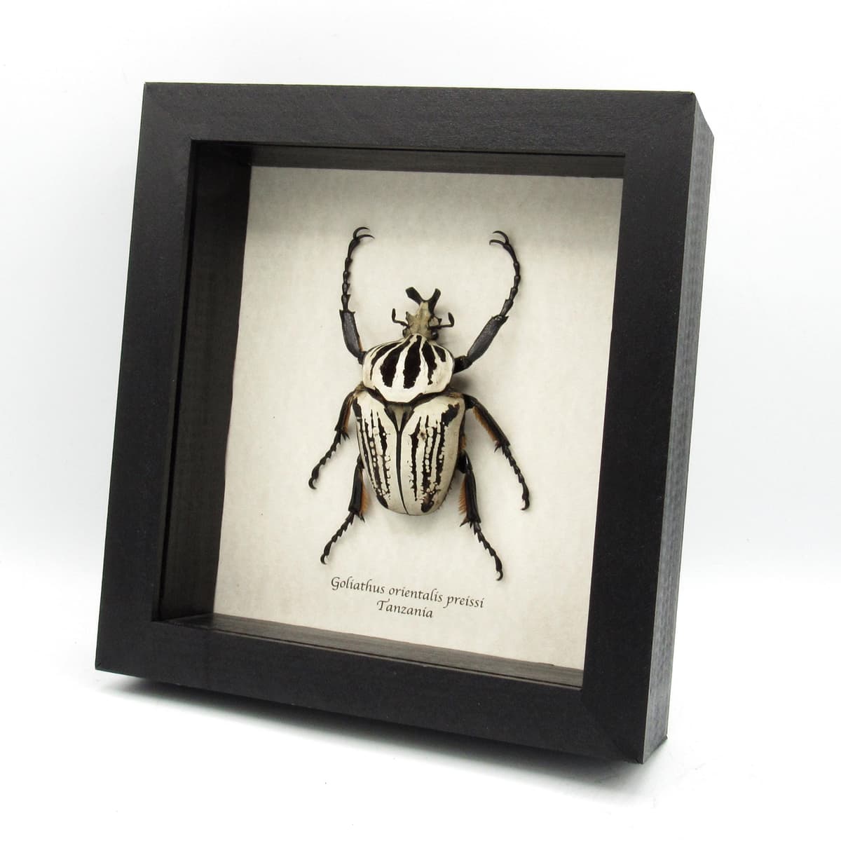 Real XL Flower beetle framed taxidermy - Goliathus orientalis preissi (usambarensis)