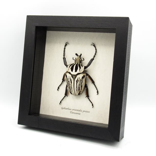 Real XL Flower beetle framed taxidermy - Goliathus orientalis preissi (usambarensis)