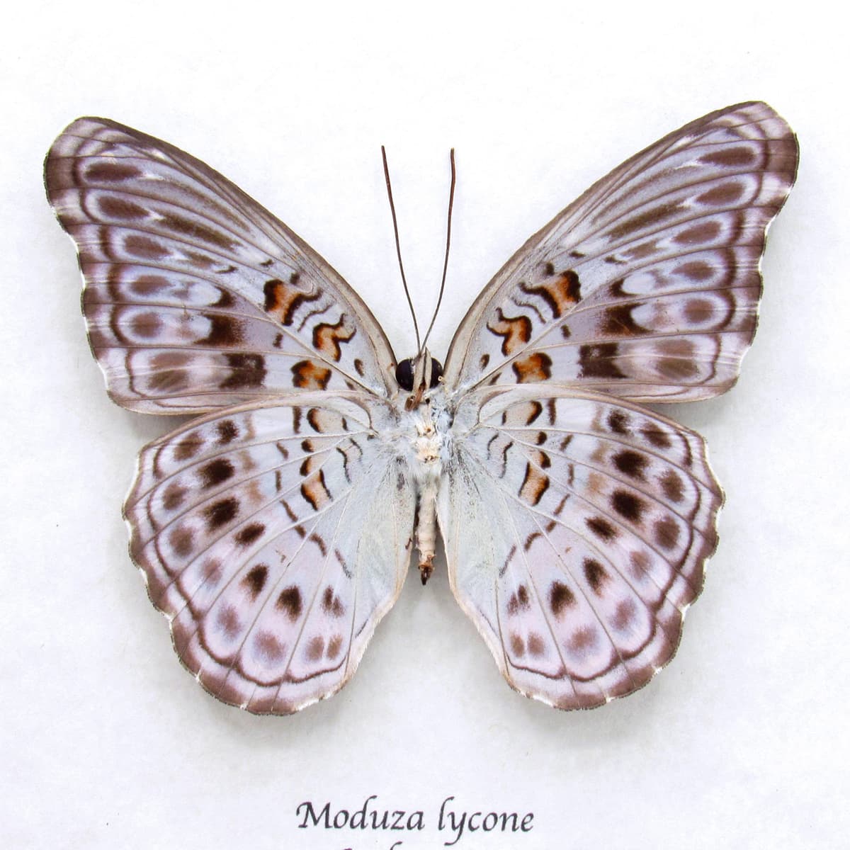 Real lavender butterfly framed taxidermy - Moduza lycone