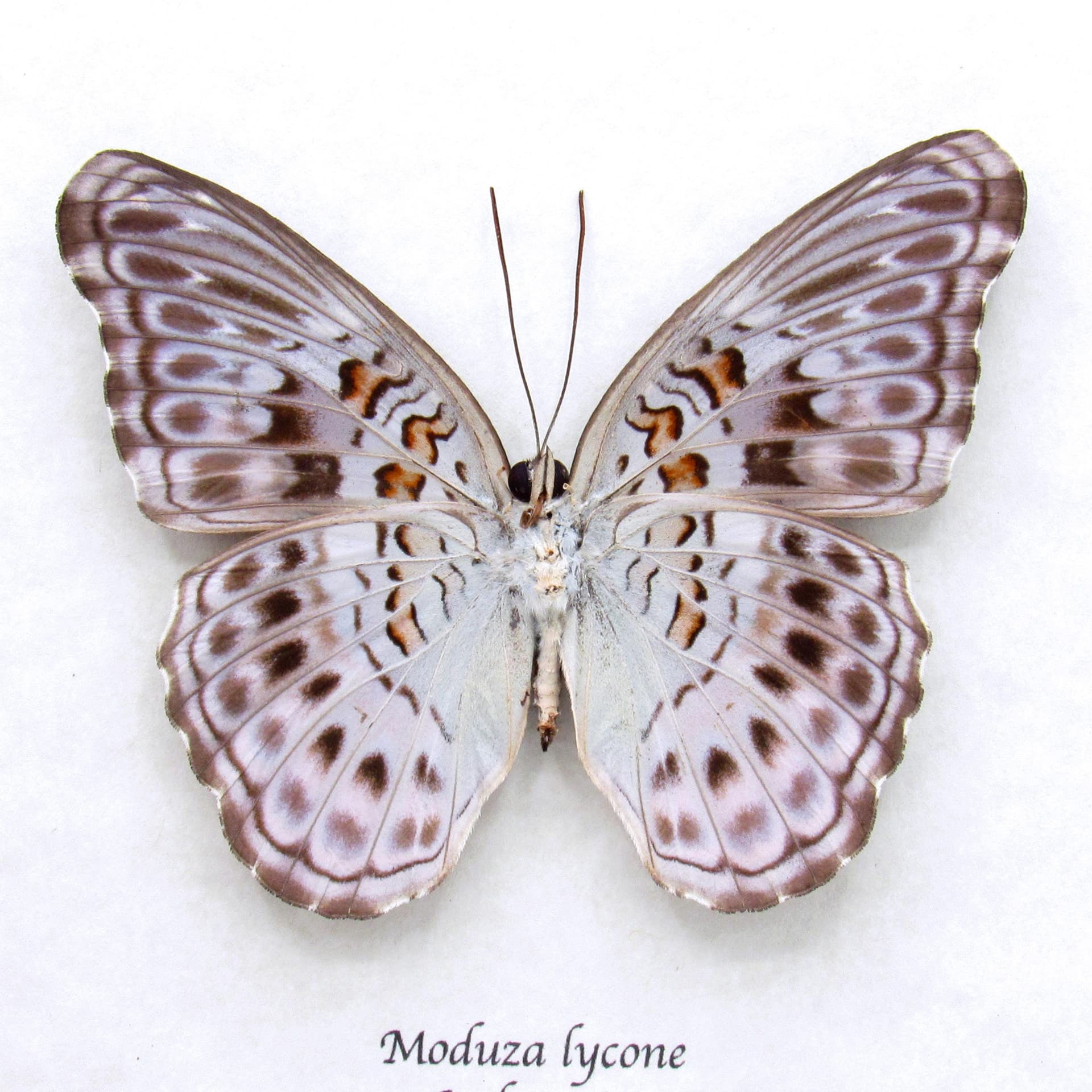 Real lavender butterfly framed taxidermy - Moduza lycone