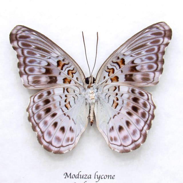 Real lavender butterfly framed taxidermy - Moduza lycone