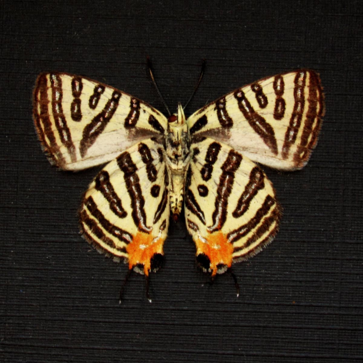 Real metallic silver butterfly framed - Spindasis syama - Victorian mount
