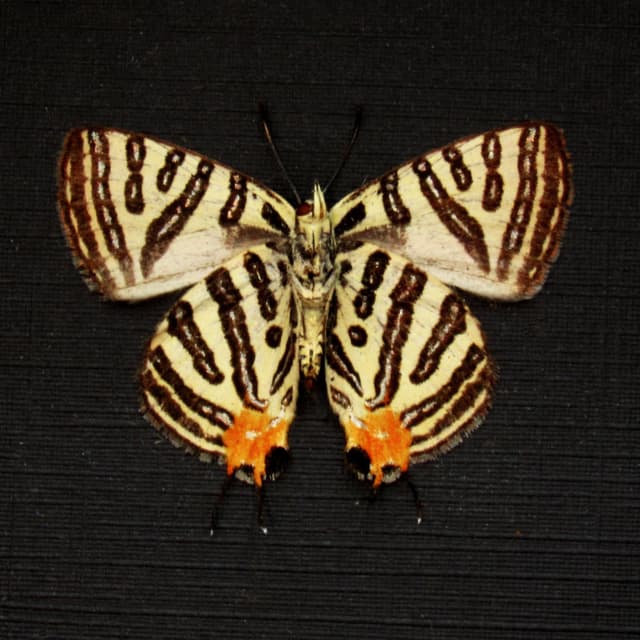 Real metallic silver butterfly framed - Spindasis syama - Victorian mount