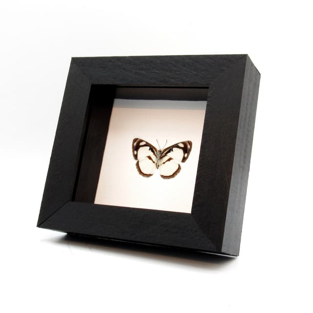 Real white butterfly framed taxidermy - Dynamine athemon