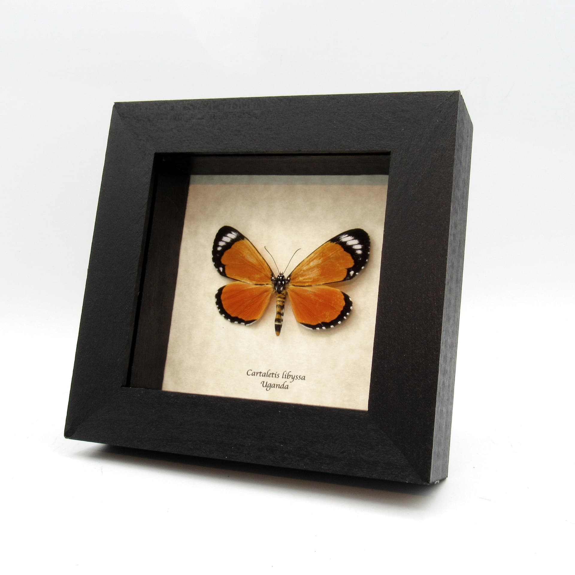 Rare red butterfly mimic moth framed taxidermy - Cartaletis libyssa