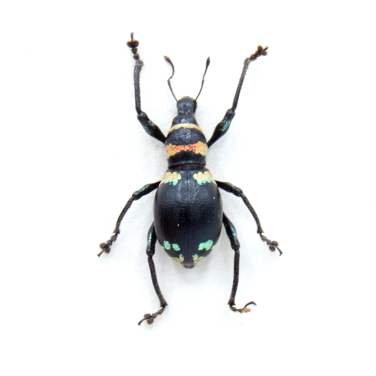 Rare weevil beetle framed specimen - Metapocyrtus species