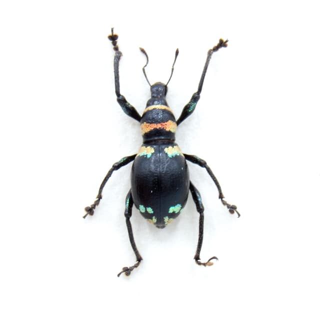 Rare weevil beetle framed specimen - Metapocyrtus species