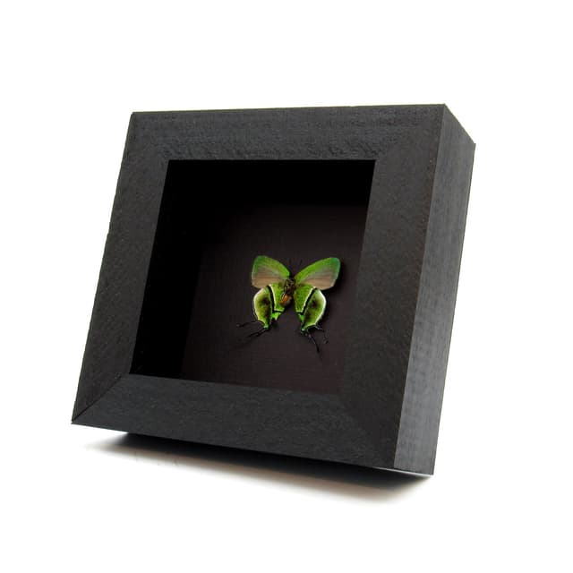 Rare metallic green Hairstreak butterfly framed taxidermy - Arcas cypria