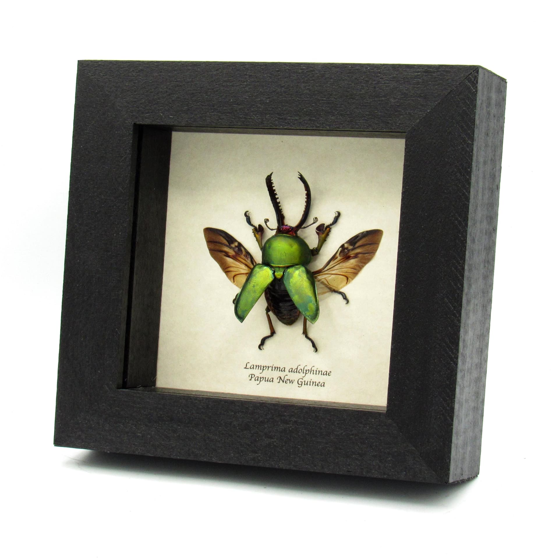 Real Stag beetle framed taxidermy - Lamprima adolphinae - large