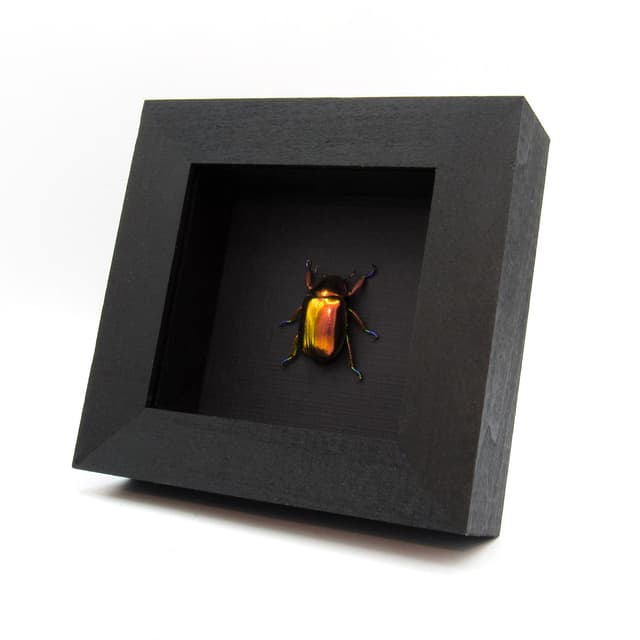 Very rare real Jewel beetle framed taxidermy - Chrysina chrysargyrea - red form!