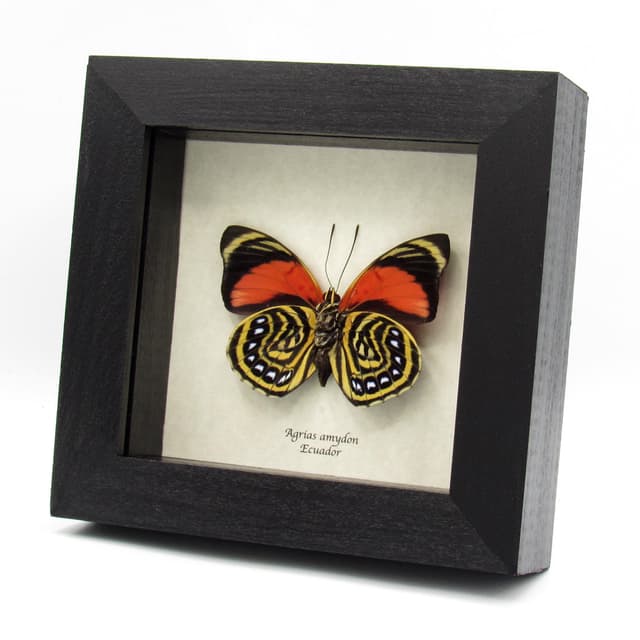Real red butterfly framed taxidermy - Agrias amydon