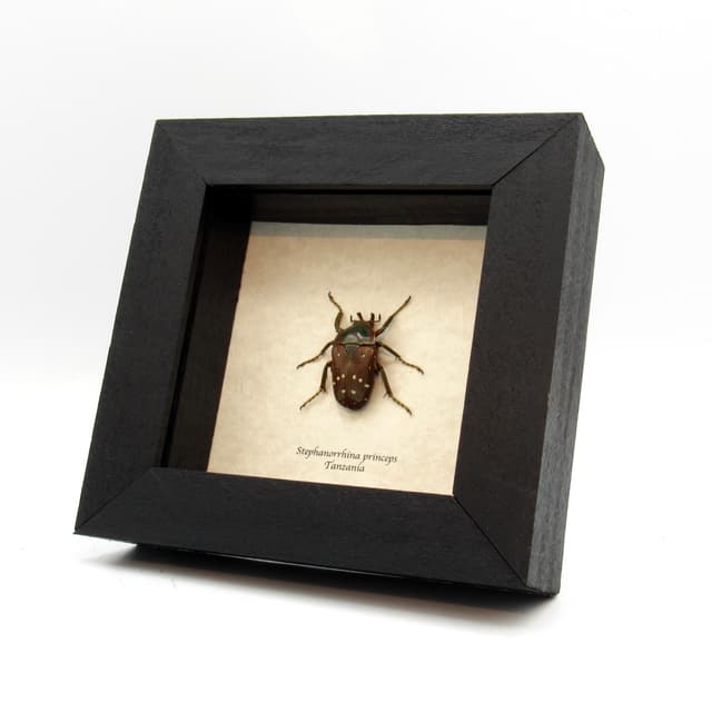 Real Spotted Flower beetle framed taxidermy - Stephanorrhina princeps
