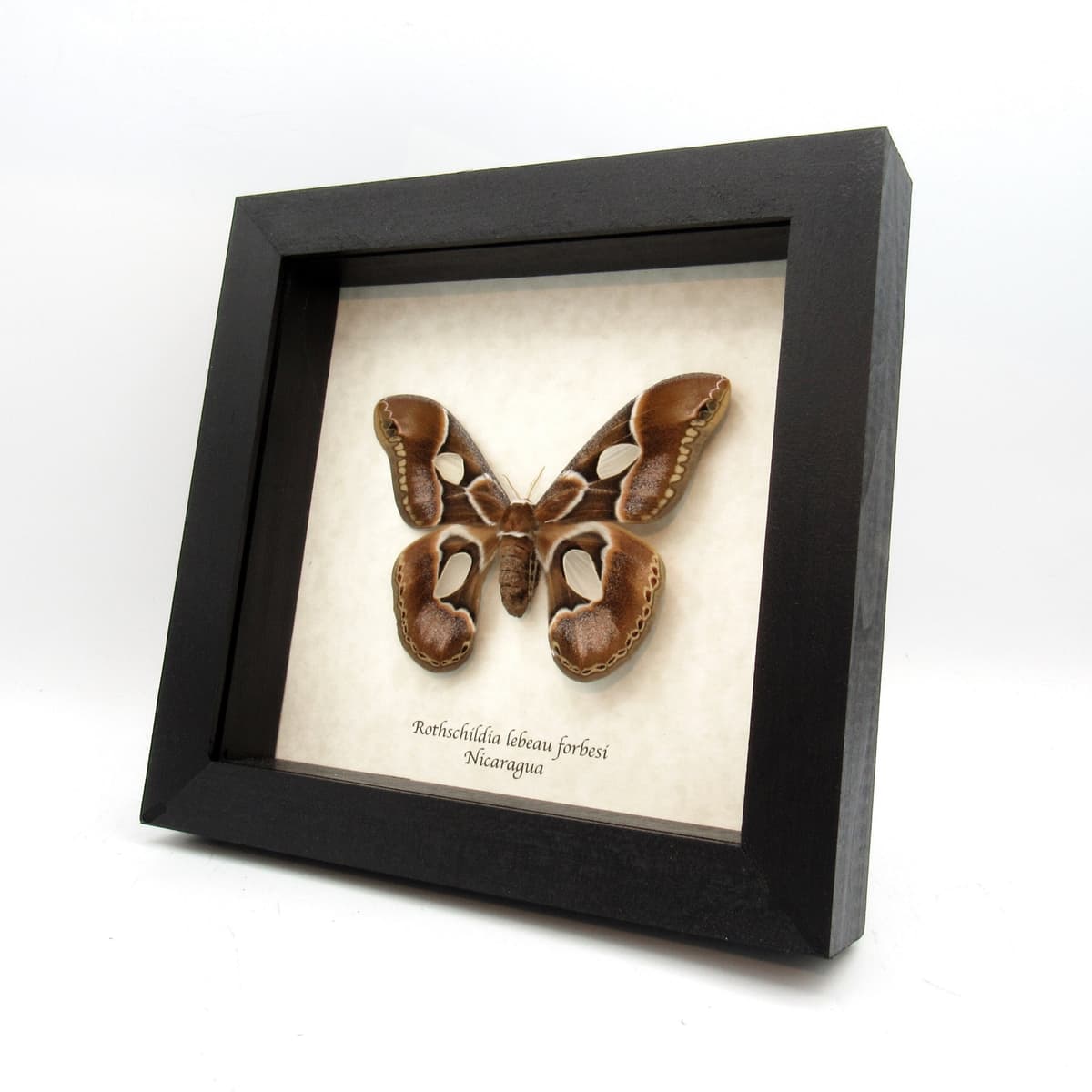 Real Saturn moth framed taxidermy - Rothschildia lebeau forbesi - female