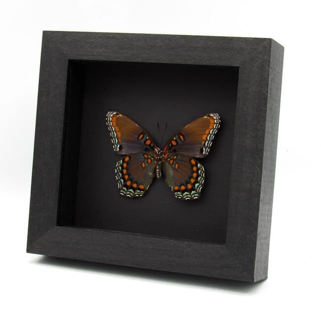 Large female "Red-spotted Purple" butterfly framed taxidermy - Limenitis arthemis astyanax