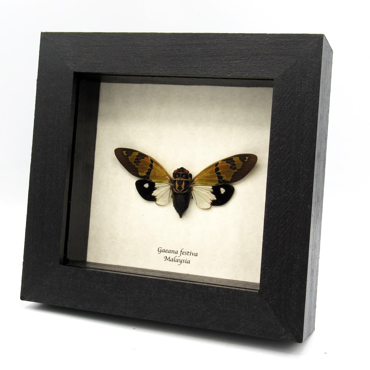Real green Cicada framed taxidermy - Gaeana festiva