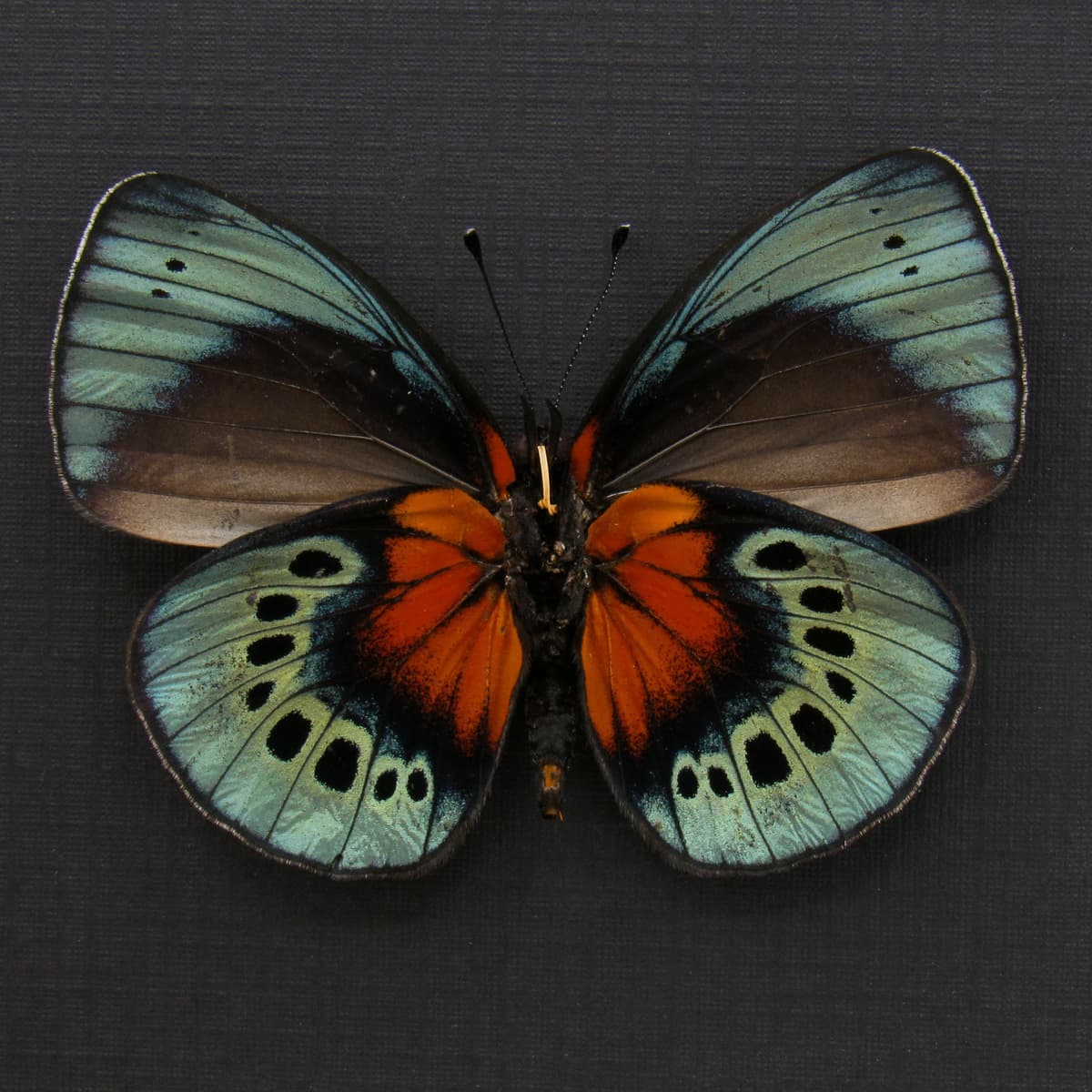 Very rare ABERRANT blood red butterfly framed taxidermy - Asterope optima - one of a kind