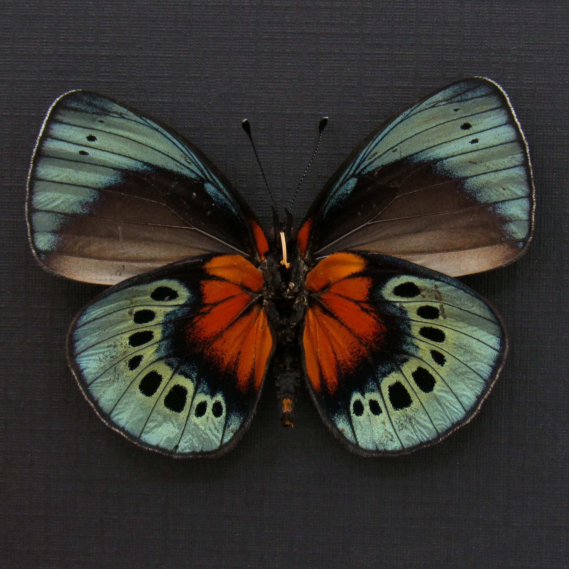 Very rare ABERRANT blood red butterfly framed taxidermy - Asterope optima - one of a kind