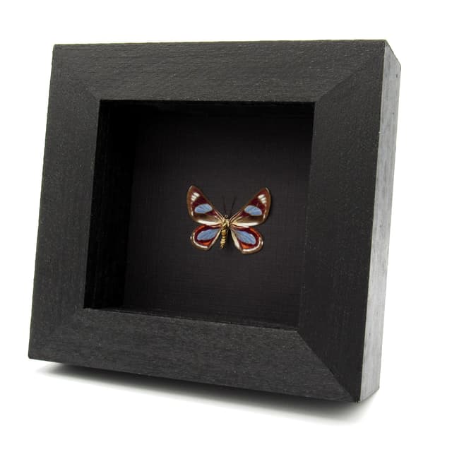 Rare Maroon Geometer moth framed taxidermy - Erateina species
