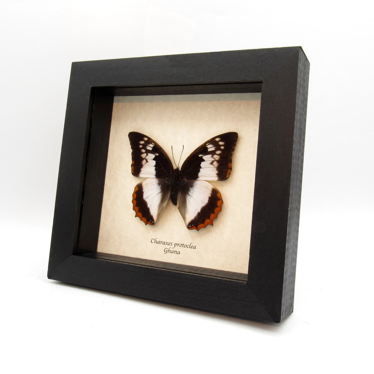 Real Flame Bordered Emperor butterfly framed taxidermy - Charaxes protoclea - female