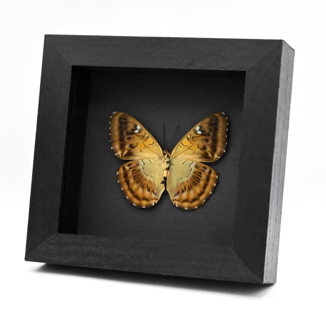 Real Guinea Clipper butterfly framed taxidermy - Parthenos aspila