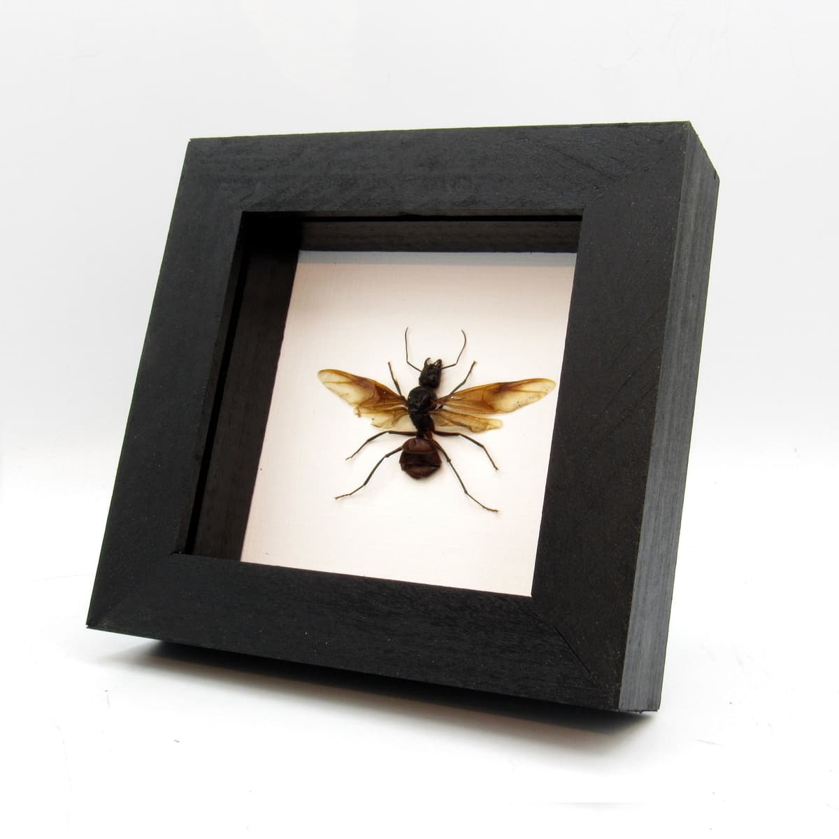 Real Giant Forest Ant framed taxidermy - Dinomyrmex gigas - winged female