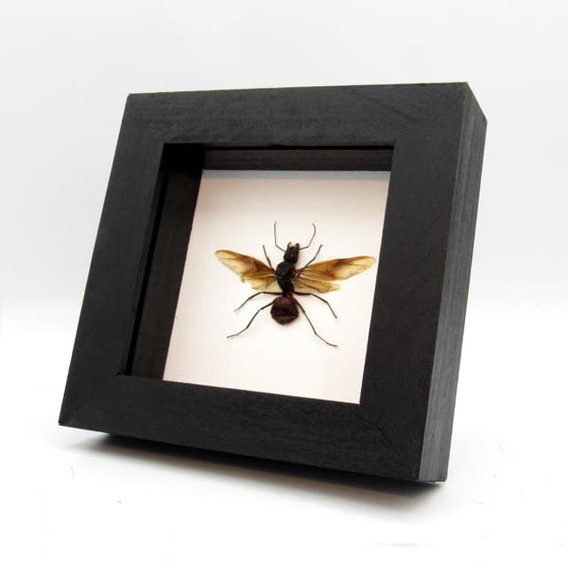 Real Giant Forest Ant framed taxidermy - Dinomyrmex gigas - winged female