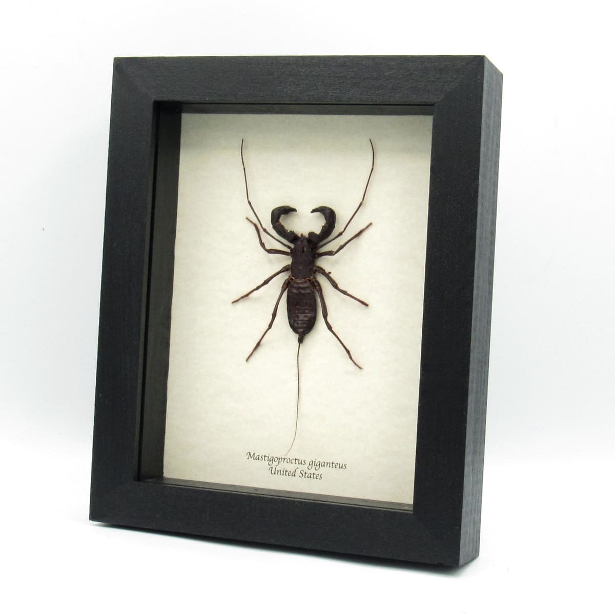 Real XL North American Vinegaroon Scorpion framed - Mastigoproctus giganteus