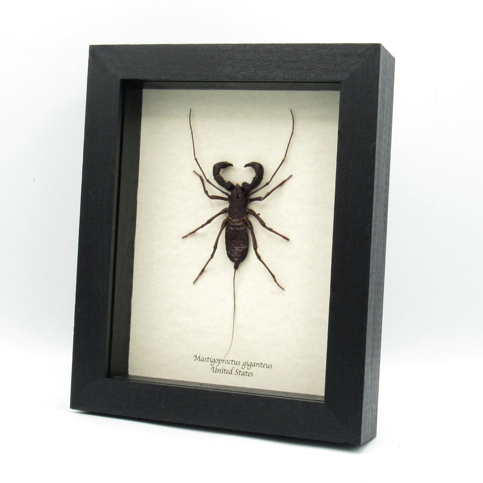 Real XL North American Vinegaroon Scorpion framed - Mastigoproctus giganteus