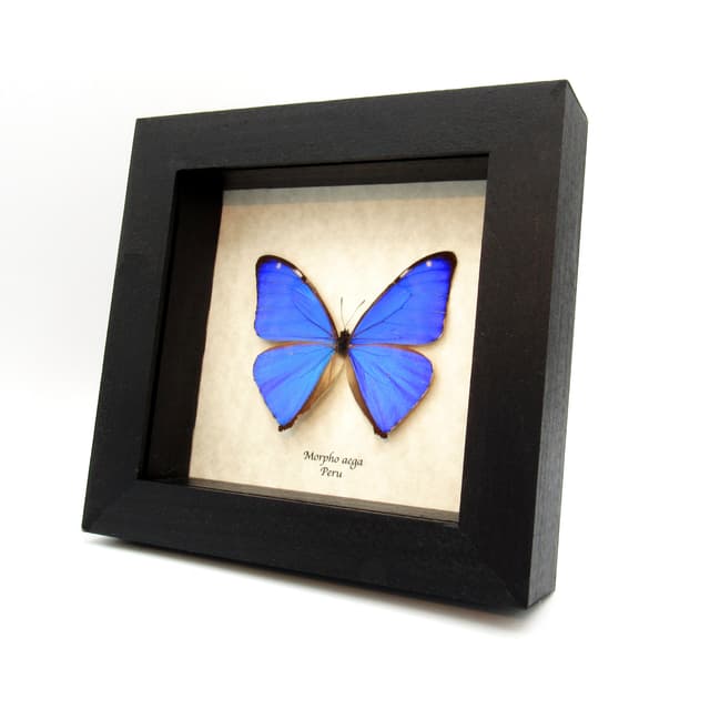 Real iridescent blue butterfly framed taxidermy - Morpho aega