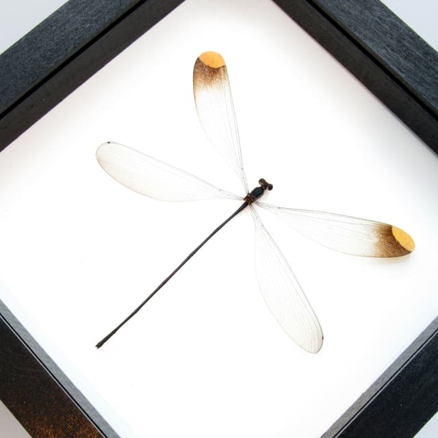 Real Giant Dragonfly framed taxidermy - Microstigma rotundatum