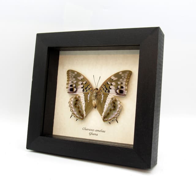 Real Blue Spotted Charaxes butterfly framed taxidermy - Charaxes ameliae - large female