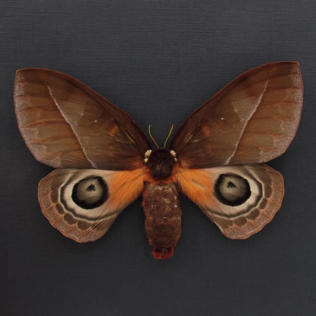 Real Saturn moth framed taxidermy - Automeris mixtus - large female