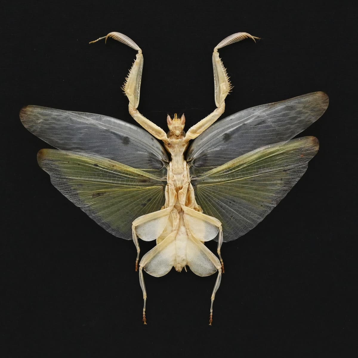 Real Orchid Mantis framed taxidermy - Hymenopus coronatus - large female