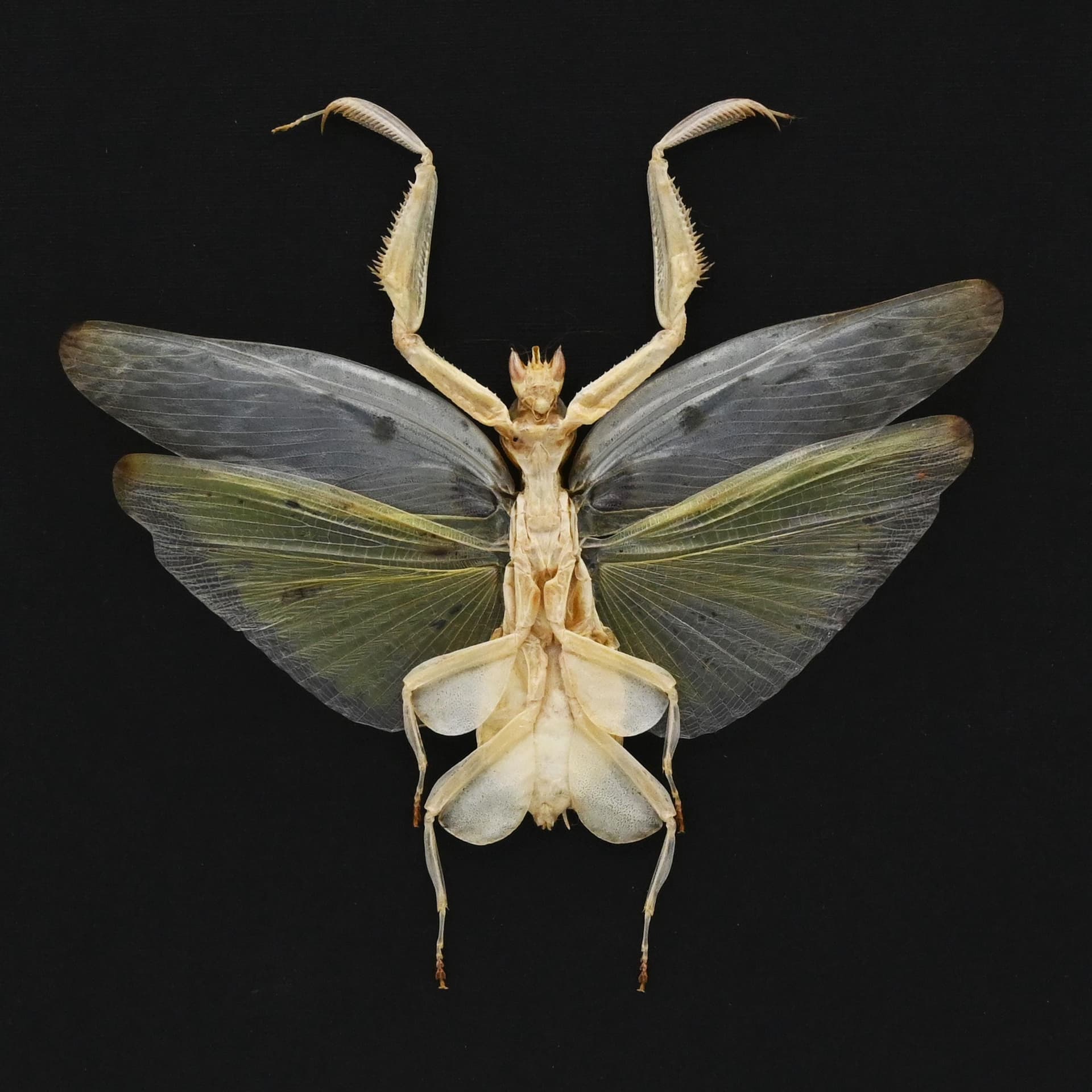Real Orchid Mantis framed taxidermy - Hymenopus coronatus - large female