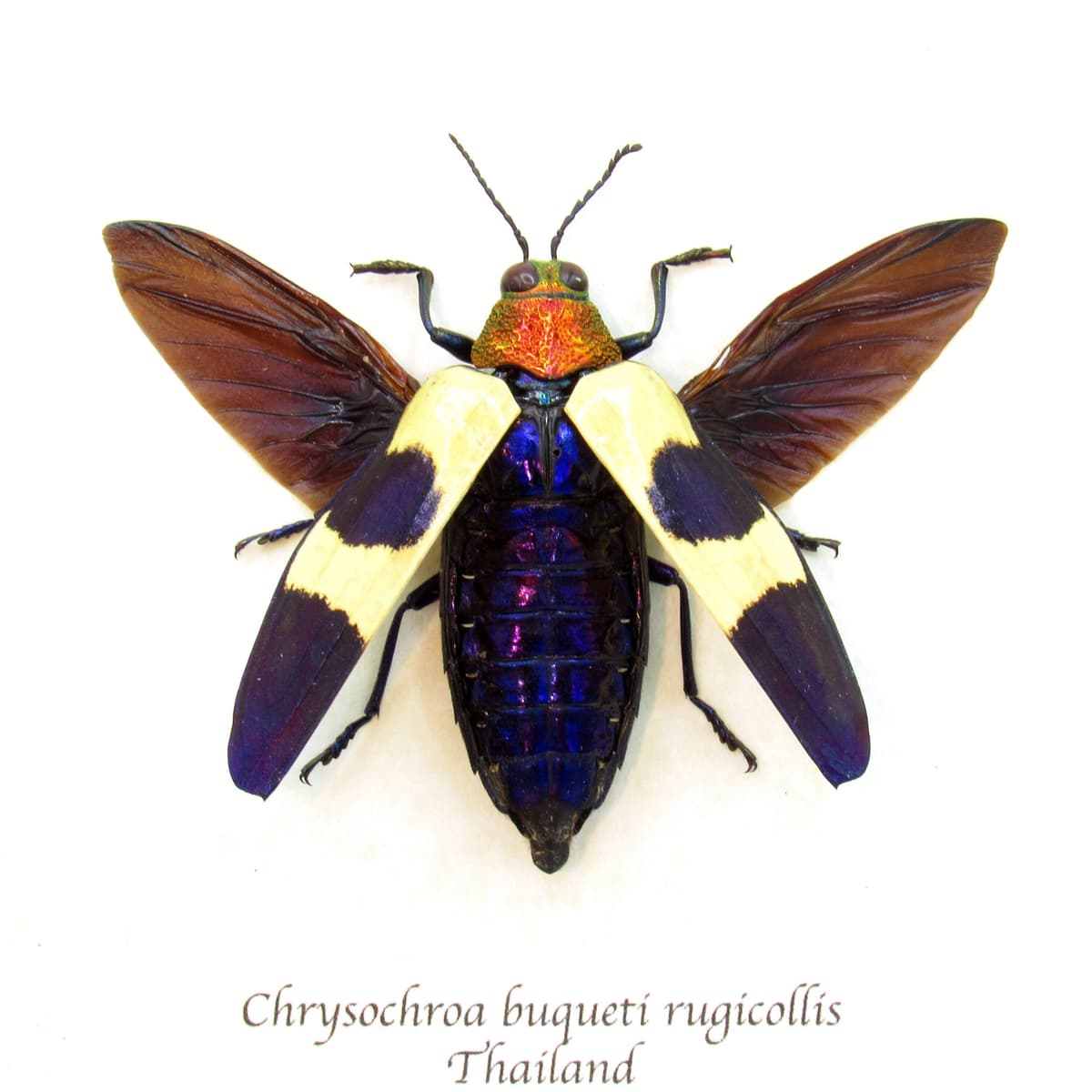 Real metallic purple beetle framed taxidermy - Chrysochroa buqueti rugicollis